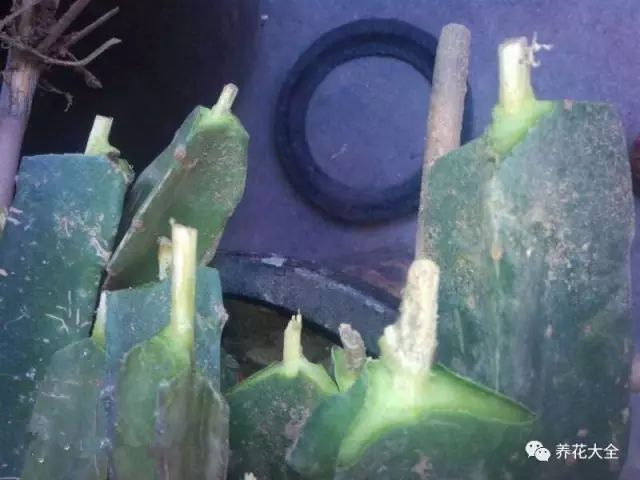 准备多菌灵溶液