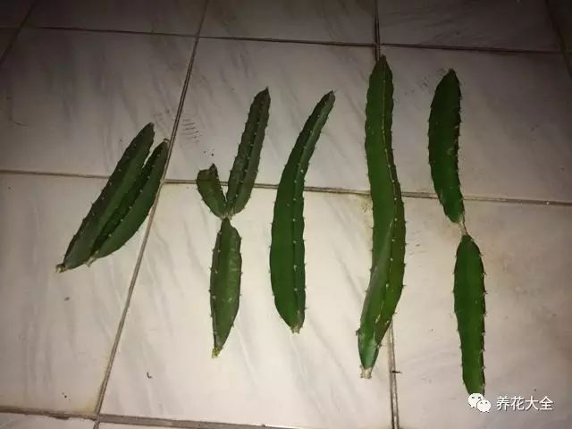 将蛭石和园土按照