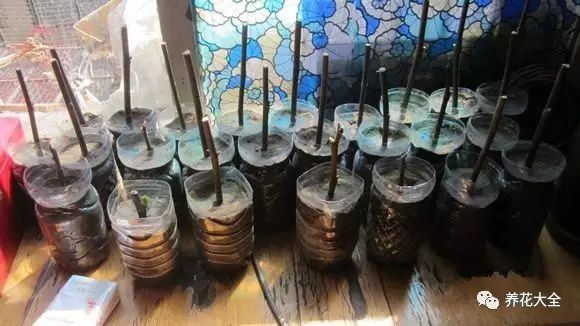 无花果的叶片很大