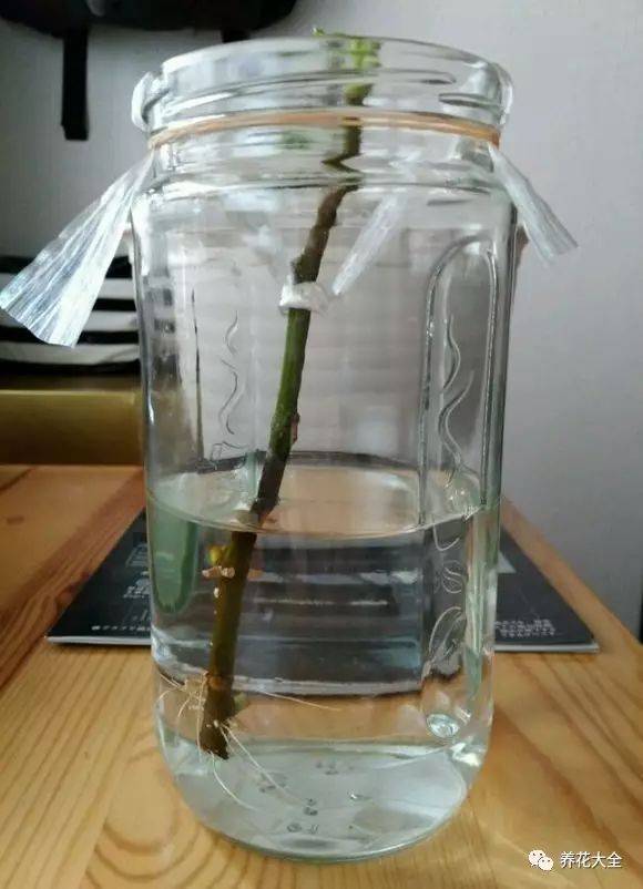 最好用暴晒且清洗过的河沙