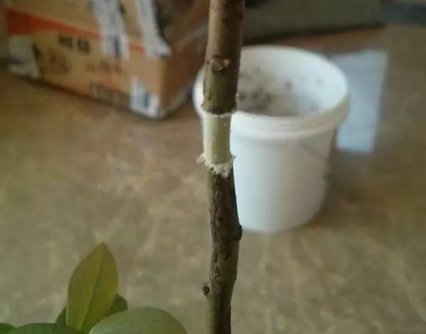 准备块保鲜膜