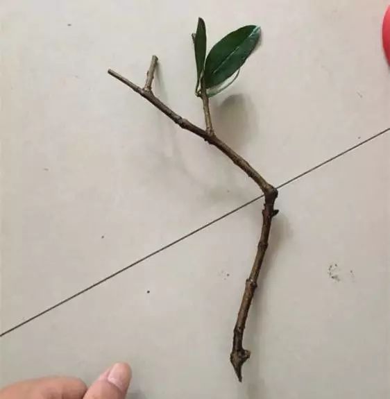 首先把枝条上面的大叶子都摘掉