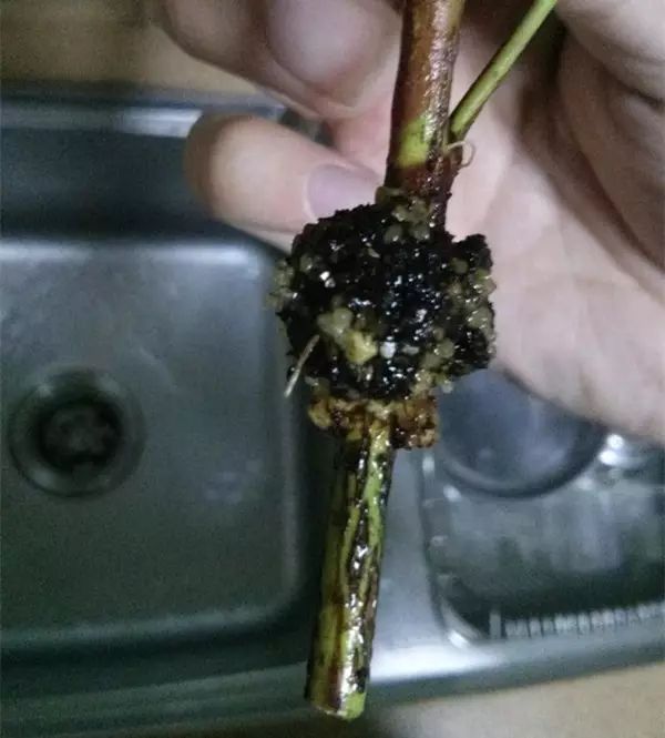 蓝莓不惧高温