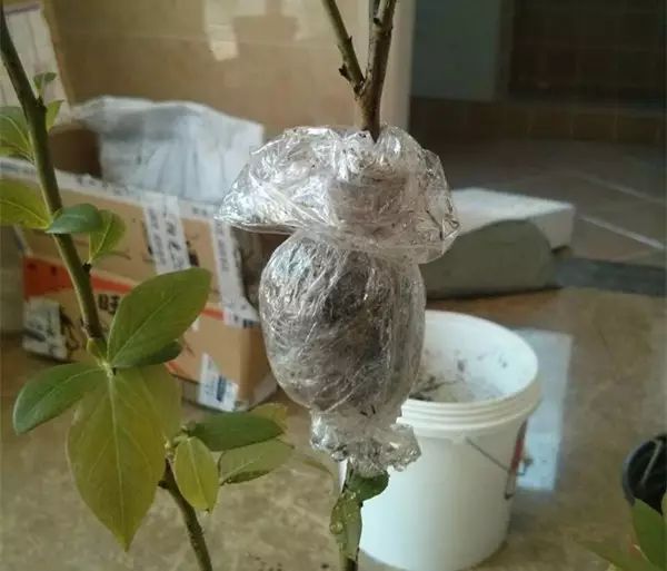 解开后就会发现里面已经生根了