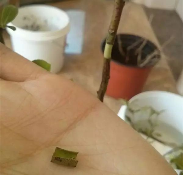 然后用小刀刮一刮