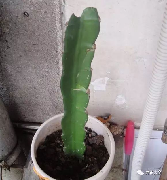 将刚移栽好的火龙果放到有散射光