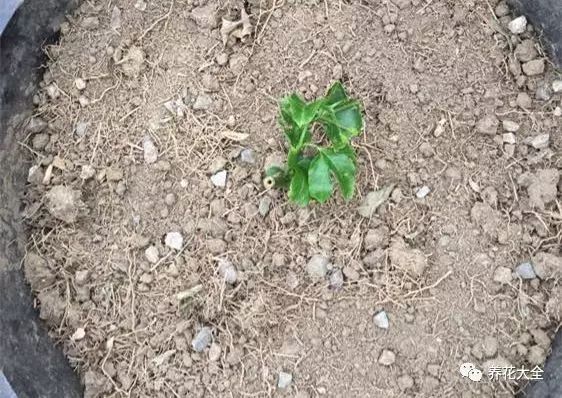 咱们的百香果就窜得高高的