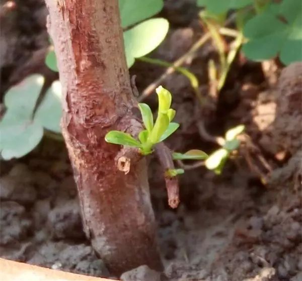 石榴是喜阳植物