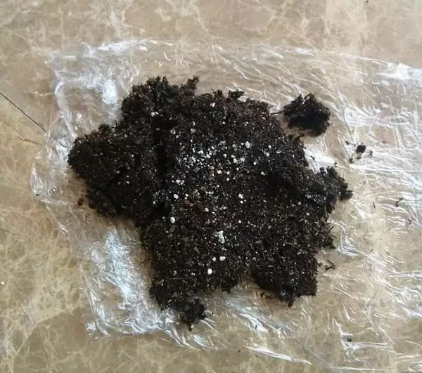 把盛有泥炭的保鲜膜包裹在刚才咱