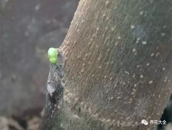 将枝条上的叶子都掐下来