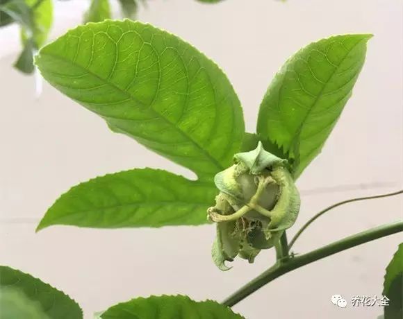 无花果的不仅果实甘美