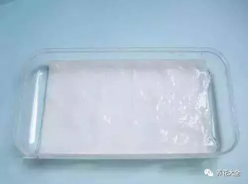 当种子冒出小白芽时就可以播种了