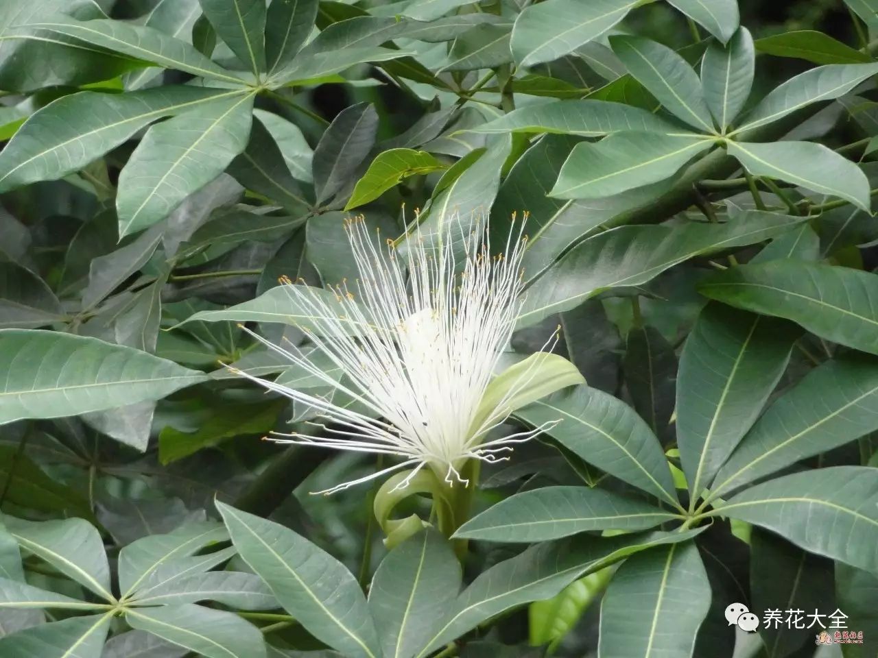 发财树竟然还能开花结果,他都是这么做的!