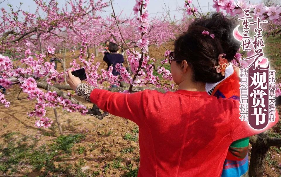 赏桃花送福利—魏县首届桃花文化旅游节给你别样的踏春惊喜