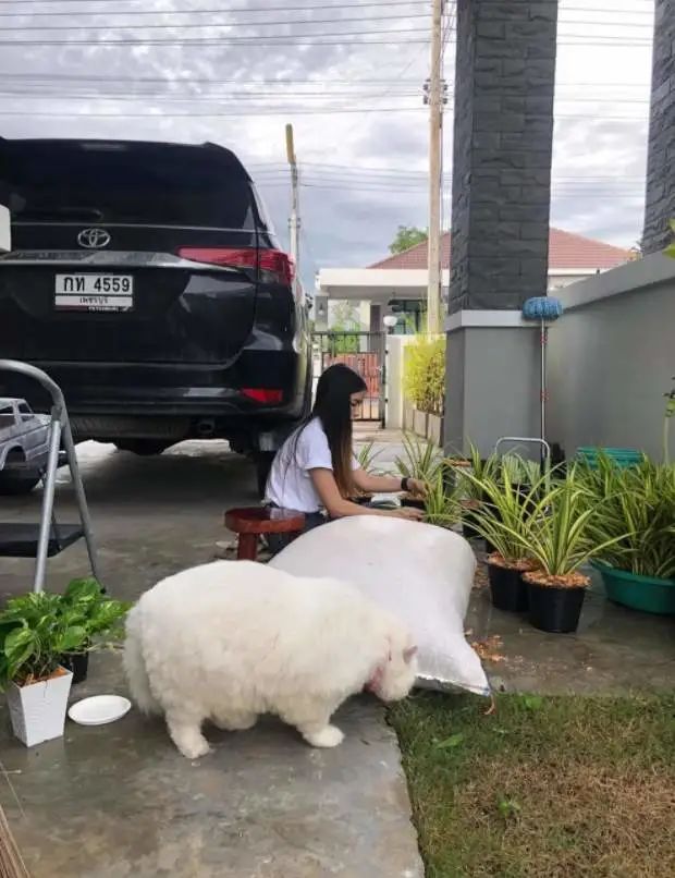 养了只绵羊?泰国“巨无霸白猫”体格比“肥料袋”还大，真罕见啊