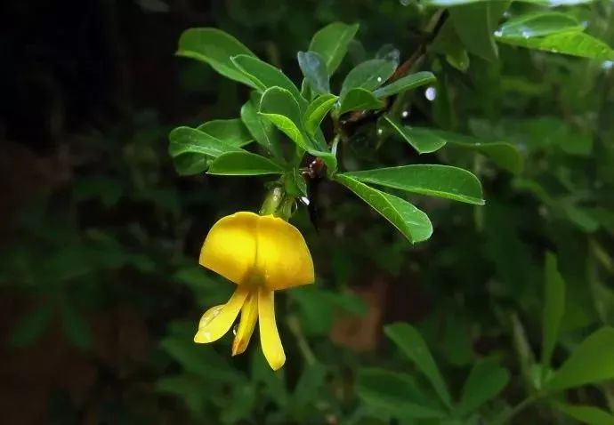 阳雀花金雀花锦鸡儿