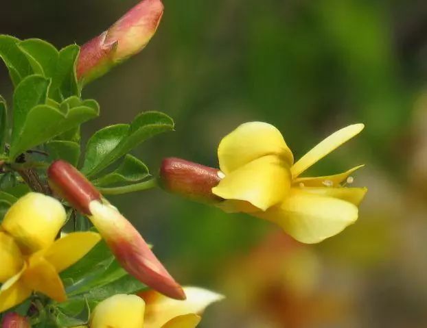 阳雀花金雀花锦鸡儿