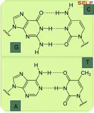 说出来你可能不信 你和贝克汉姆99.9%都是相似的