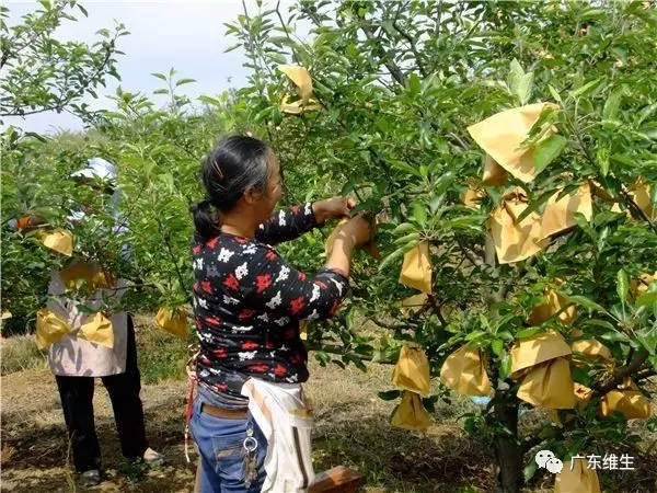 廣東維生：我國果農每年多花500億在水果套袋上，不套袋行嗎？