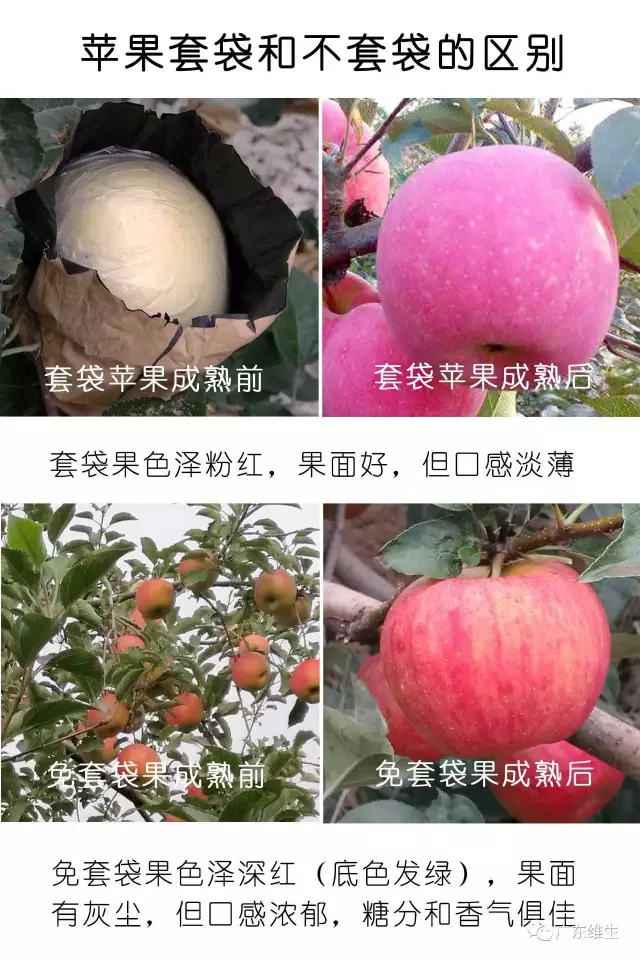 廣東維生：我國果農每年多花500億在水果套袋上，不套袋行嗎？