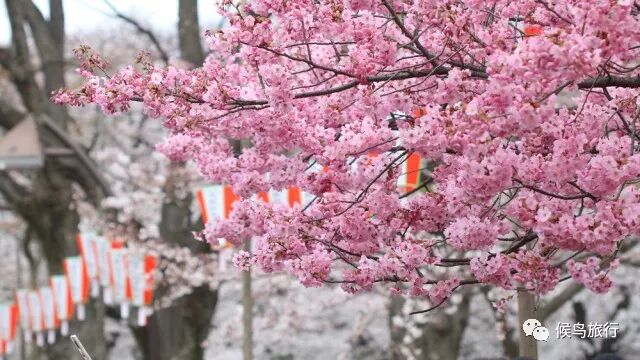 日本樱花季 你需要这份 樱前线 赏樱时间表 候鸟旅行
