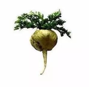 植物伟哥丽江玛咖出口日本啦