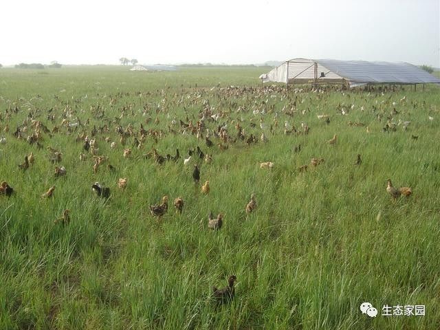 草原养鸡可显着提高草原环境可持续性与经济效率