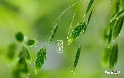 今日谷雨 祝您快乐好心情!