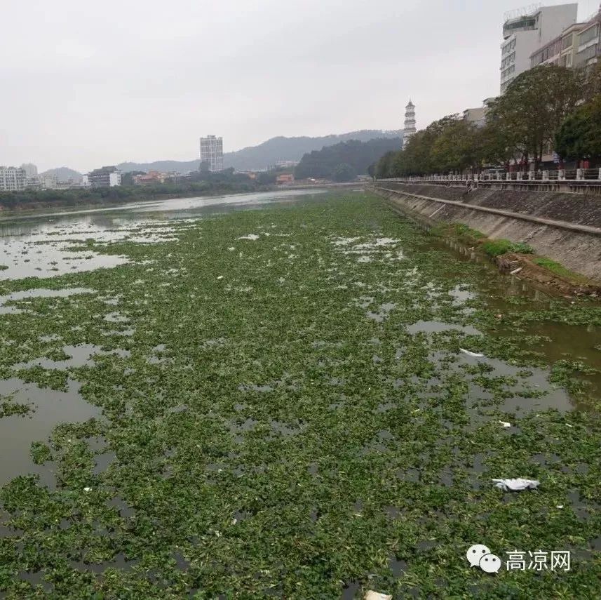 高州市区最美江景被外来物入侵,满江尽外来生物