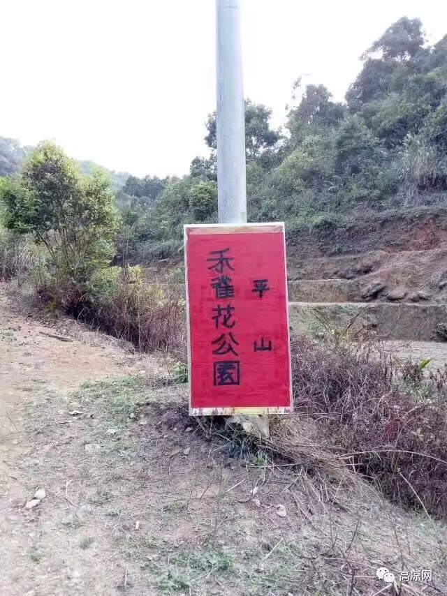 赏花地址:高州市平山镇古塘管理区凿石埇村