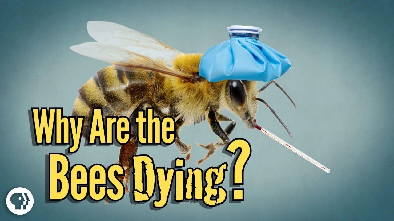Bees Dying from a Phone Call？