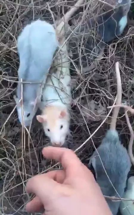 专家:花枝鼠很难在野外存活