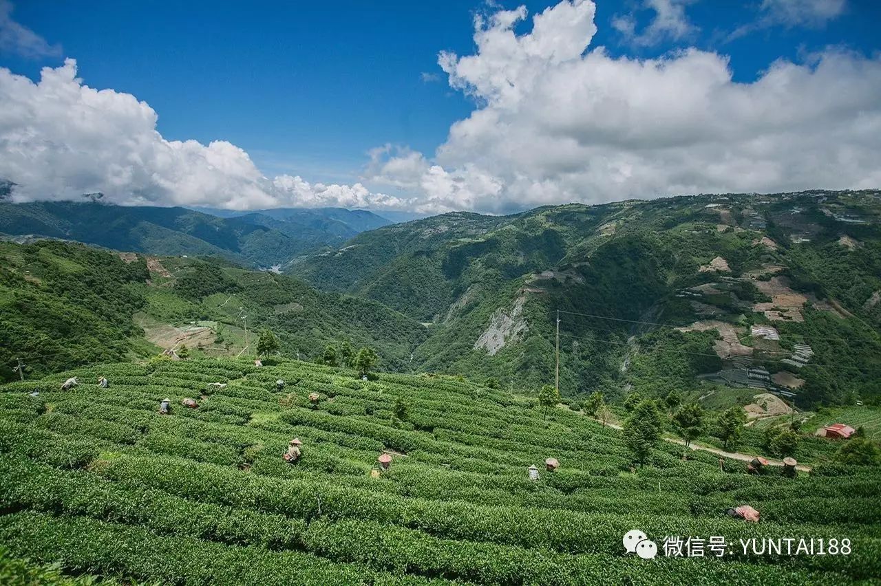 台湾最高海拔大禹岭高山乌龙茶 春茶上市 贺本批次采摘茶,报名参赛