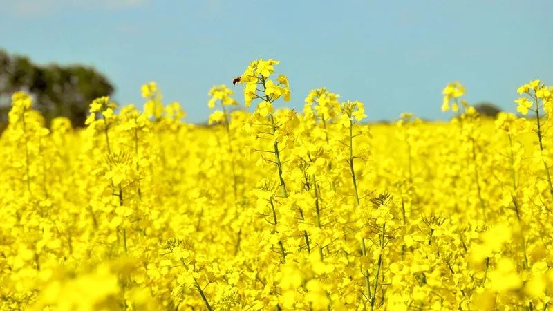 这个月,北京周边这些油菜花海已经美翻了!