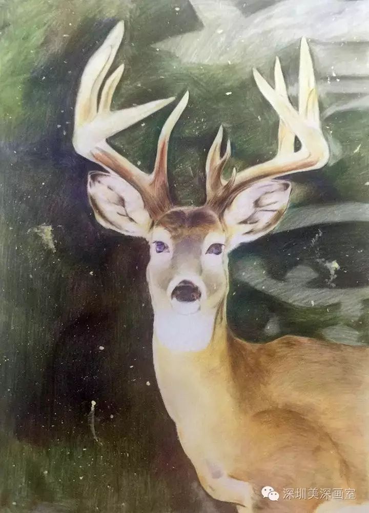 李宇轩《麋鹿》 彩铅  55×39cm