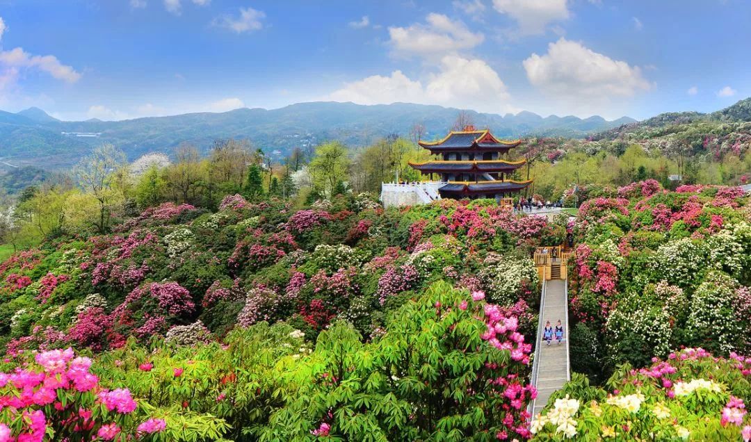 贵州毕节百里幻想攻略曹操传1.06杜鹃图片