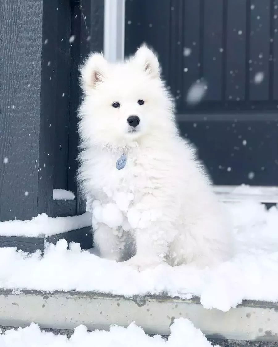 小白熊萨摩耶站在雪地里的样子，又帅气又可爱真想rua一把啊!