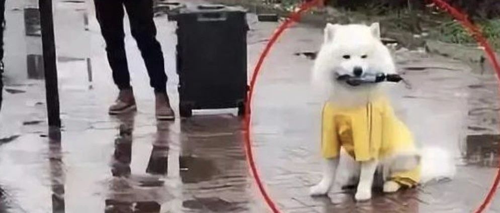 小男孩在外面玩耍突然下雨了，萨摩耶狗狗立马给他送伞过去，太暖心了