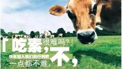 杨童舒是素食主义者 | 食素后身体轻盈人都是香的