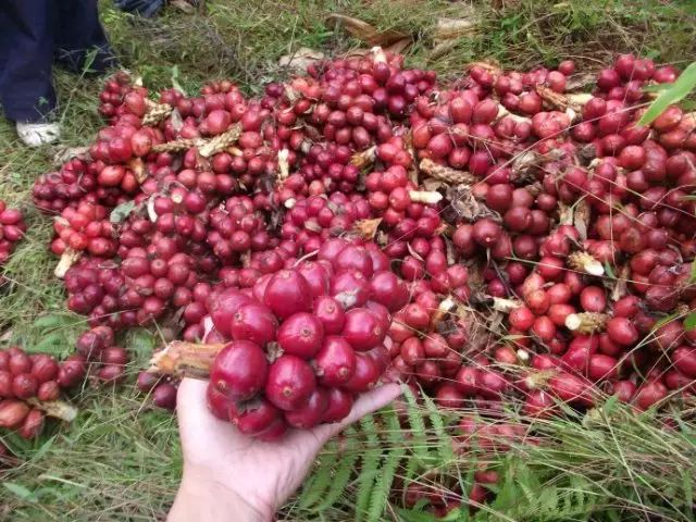 香料|滇香翘楚—草果