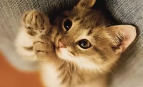 《猫》老舍 悦读│老舍：《猫》