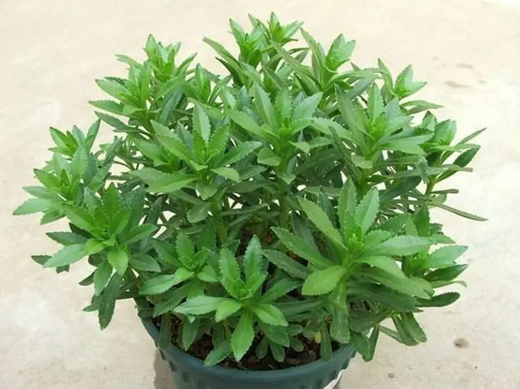 蚊虫叮咬止痒神草三七菜
