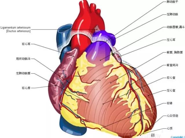 早读50张高清心脏解剖图谱太赞了