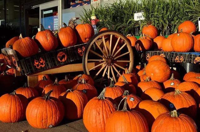 今天我们就来聊一聊这个既美味又极具装饰效果的南瓜(pumpkin),这里的