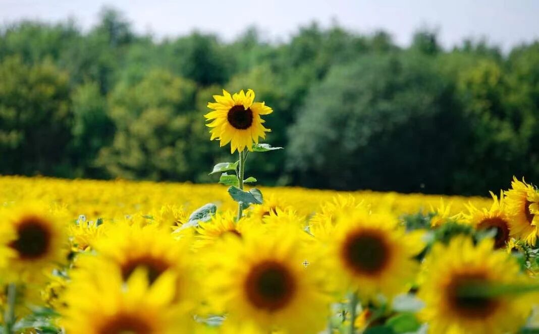 中国人，你焦虑是因为你有局限性