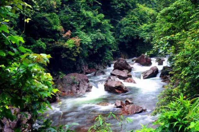 广西十万大山亚热带雨林