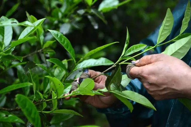 过端午要怎么送节_节分端午自谁言 书中_什么是端午节