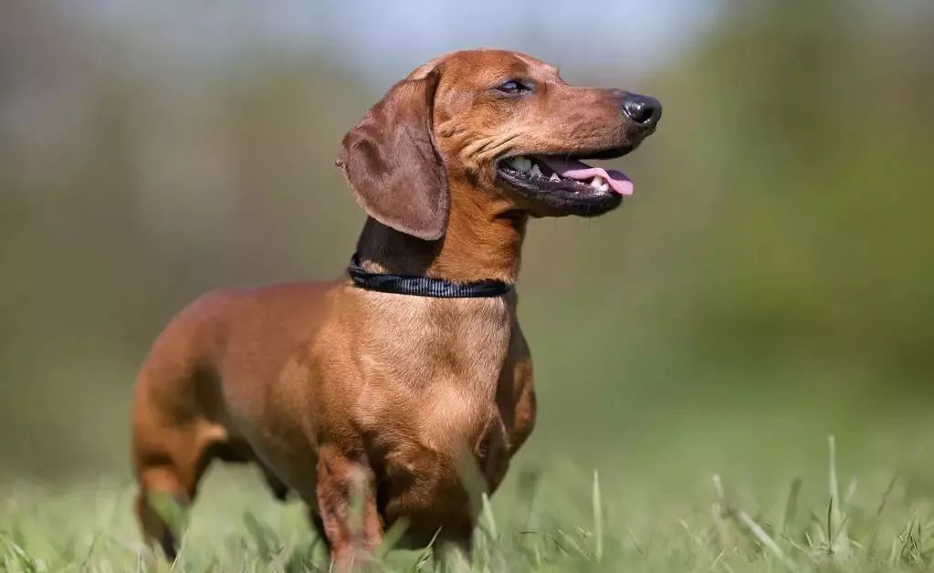 犬种标准