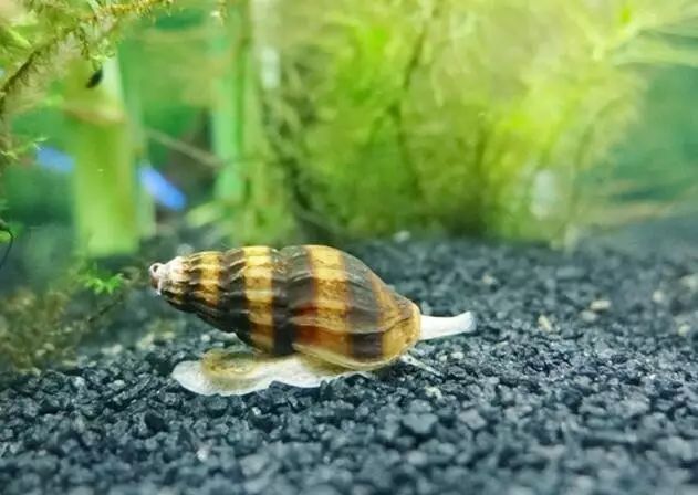 宝塔螺(杀手螺)资料简介