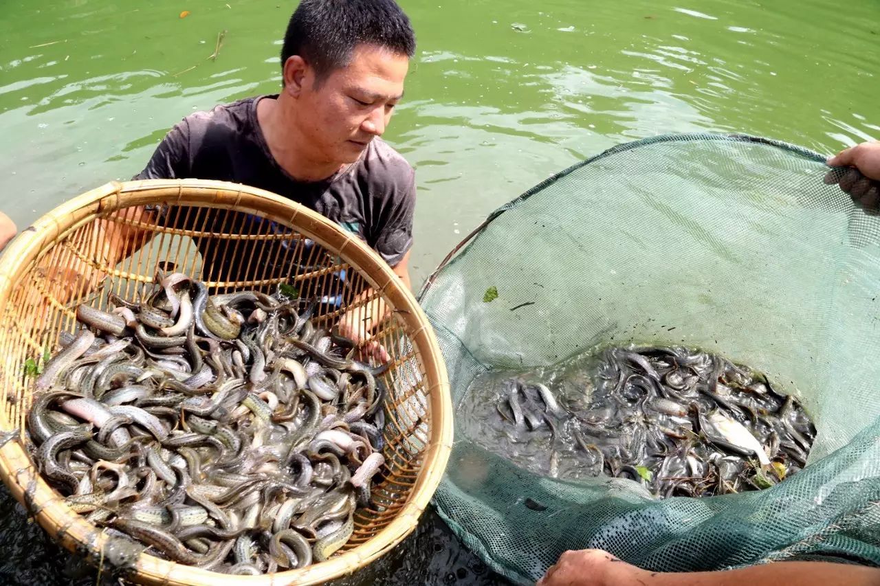 台湾泥鳅"游"进米易,快来抓住滑溜溜的财富